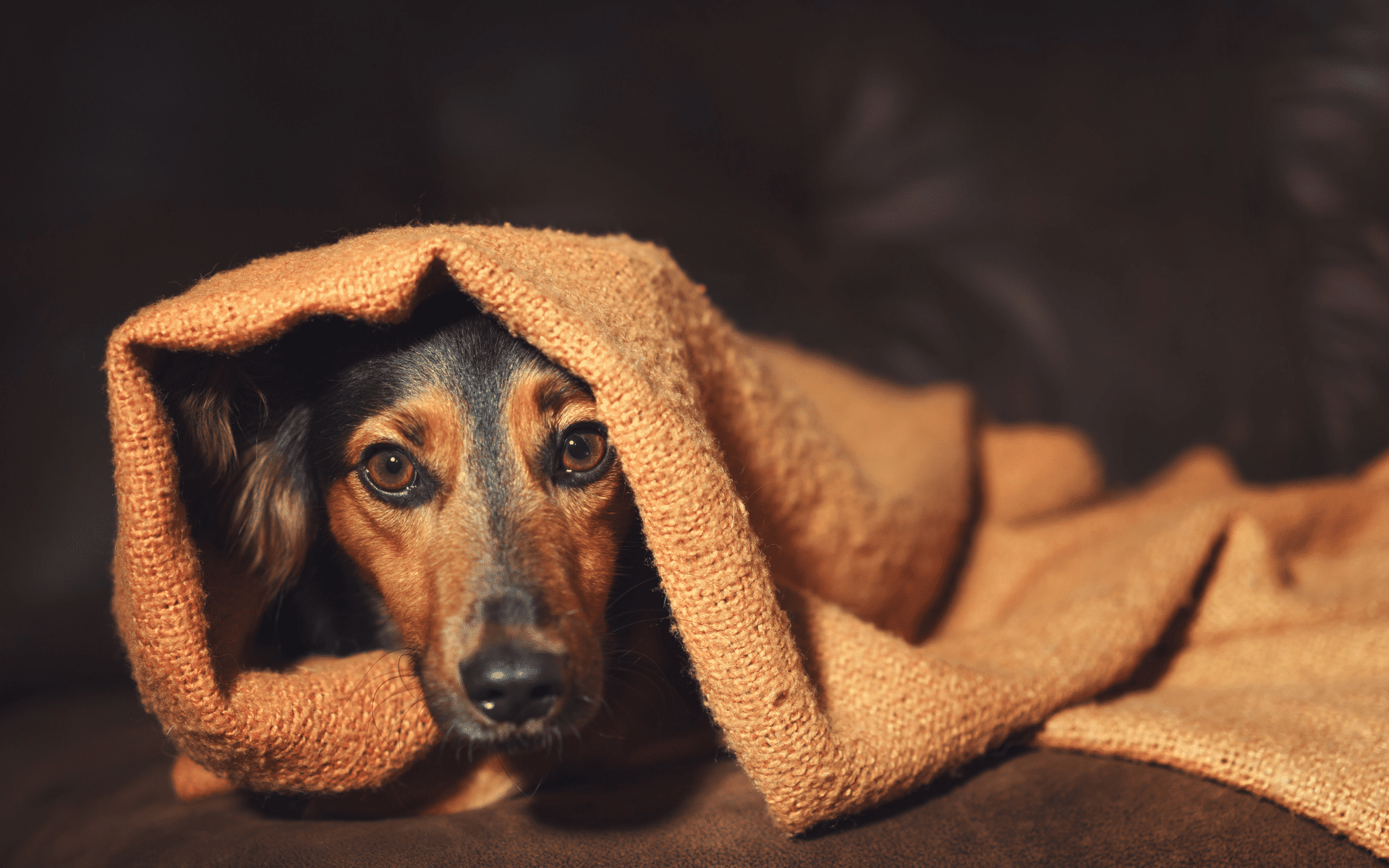 How to support your dog through Bonfire Night in Cheadle