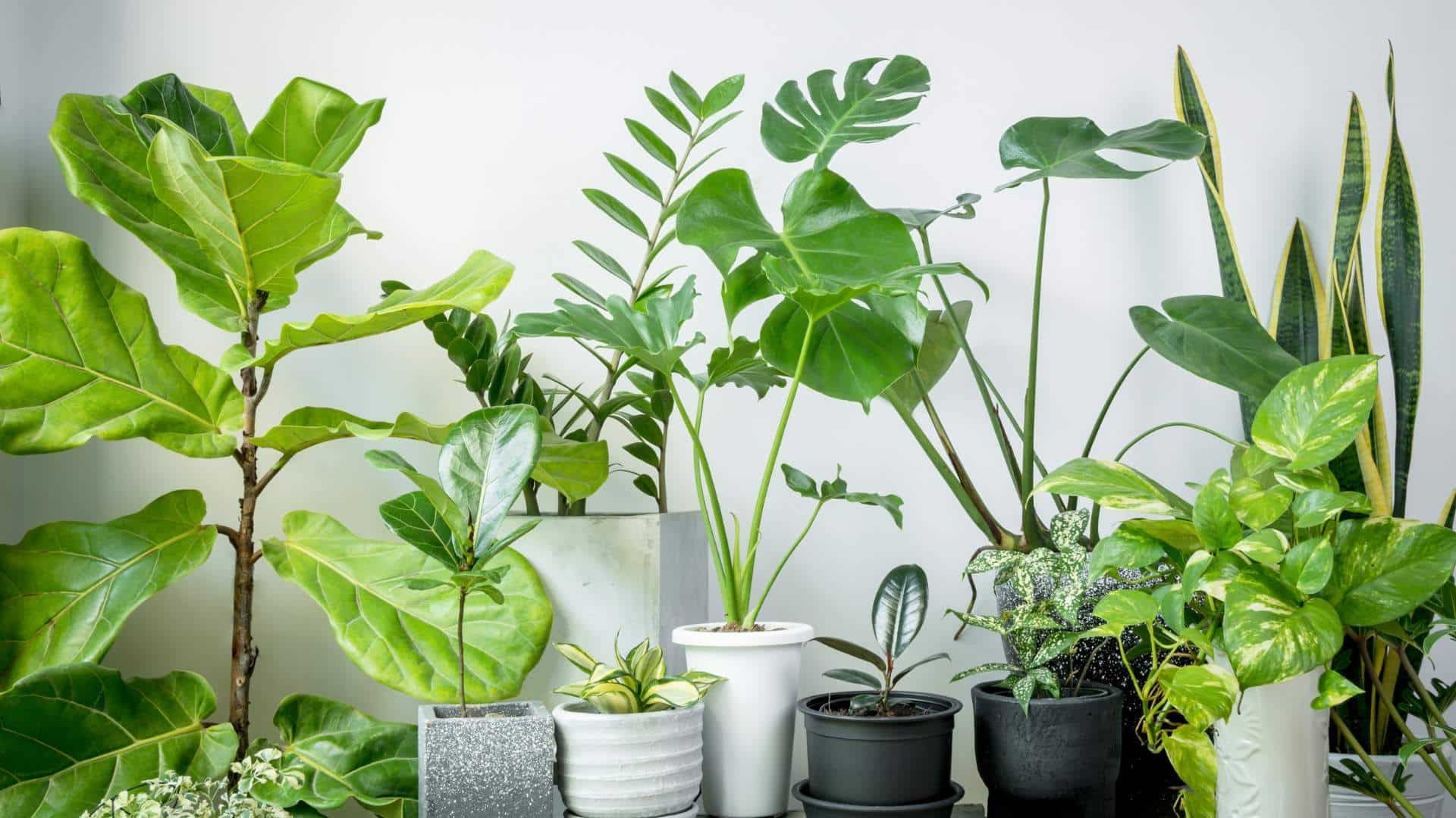 Plant power: use botanicals to impress buyers