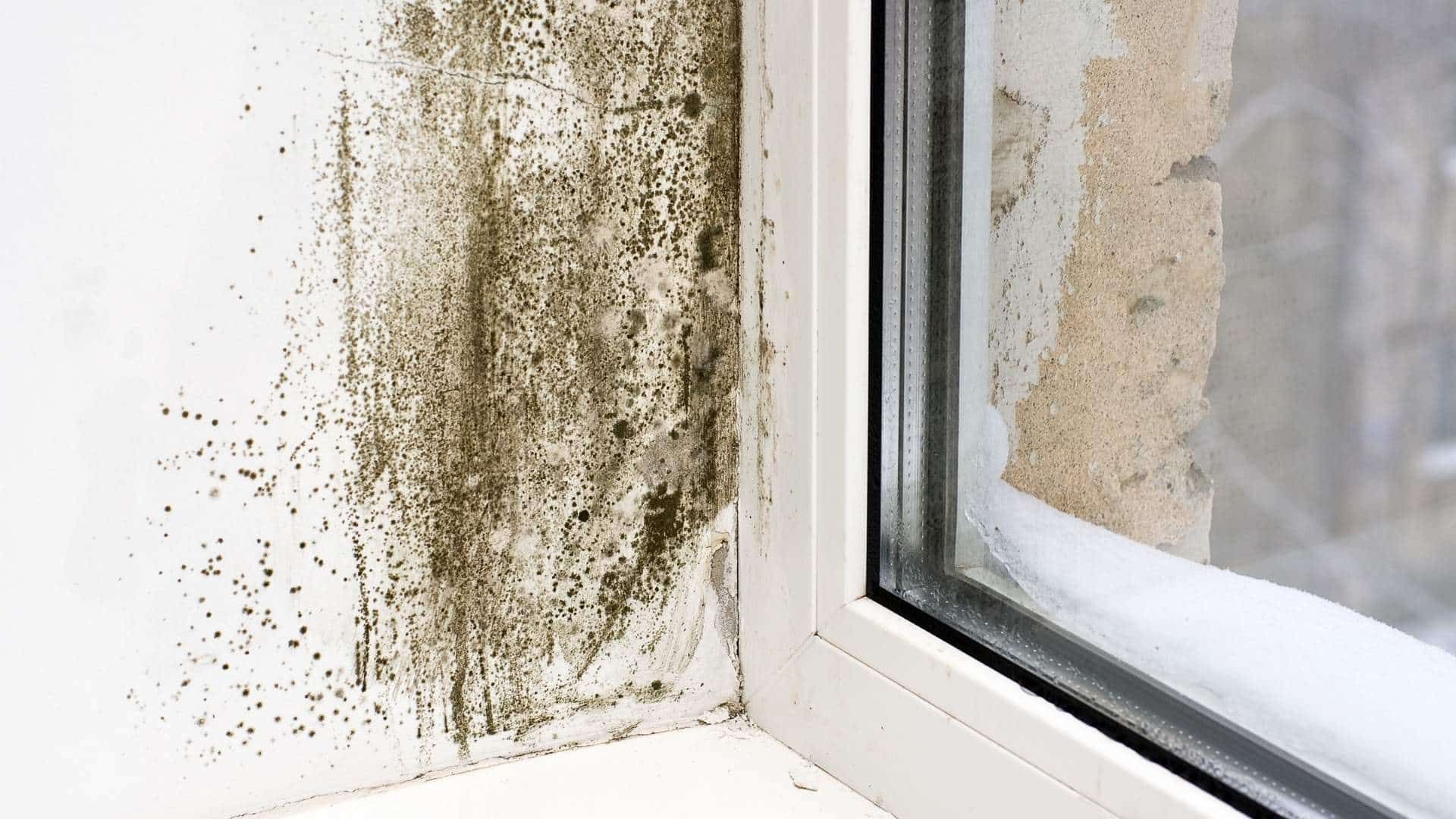 Your guide to damp and mould in rented properties