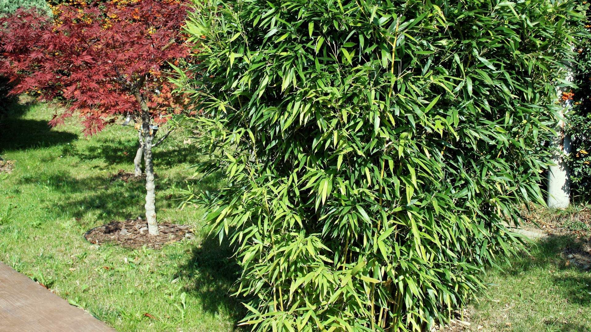 Is bamboo the new Japanese knotweed?