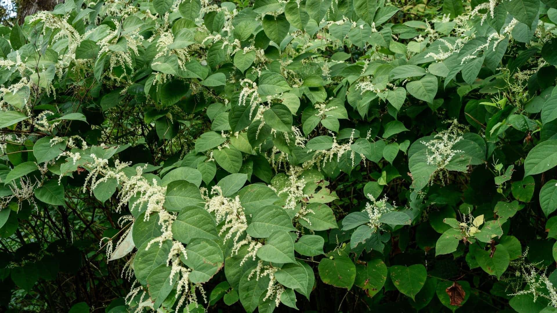 All you need to know about Japanese knotweed