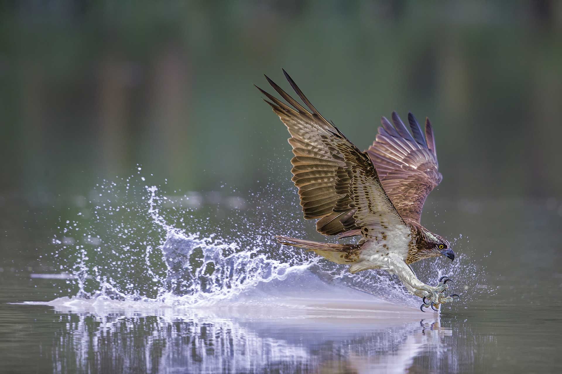 Take flight with Osprey