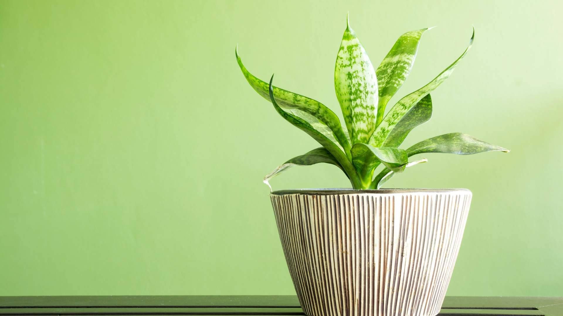 Elevate your home’s appeal with plants