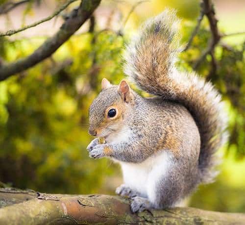 Embracing the Charm: Celebrating Squirrel Appreciation Day 2024