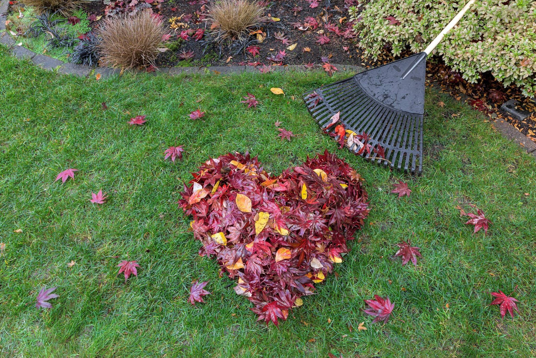 Prepare Your Garden for Autumn – Essential Tips for a Beautiful Seasonal Transition