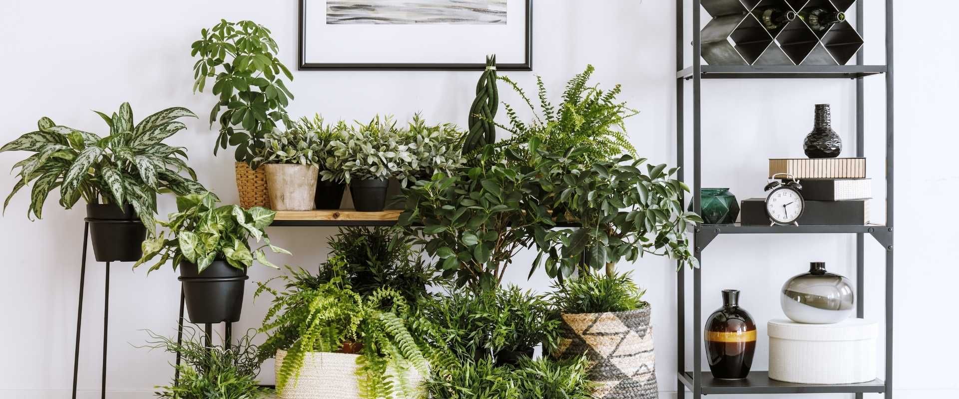 Go green with houseplants