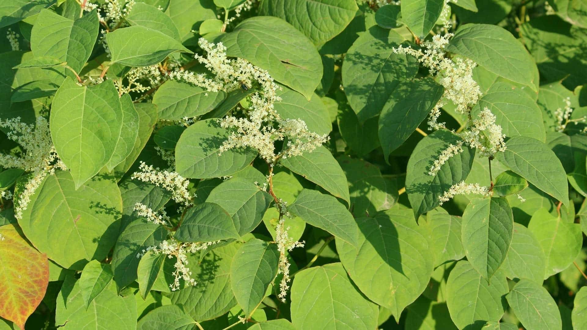Japanese knotweed: 7 plant points to note