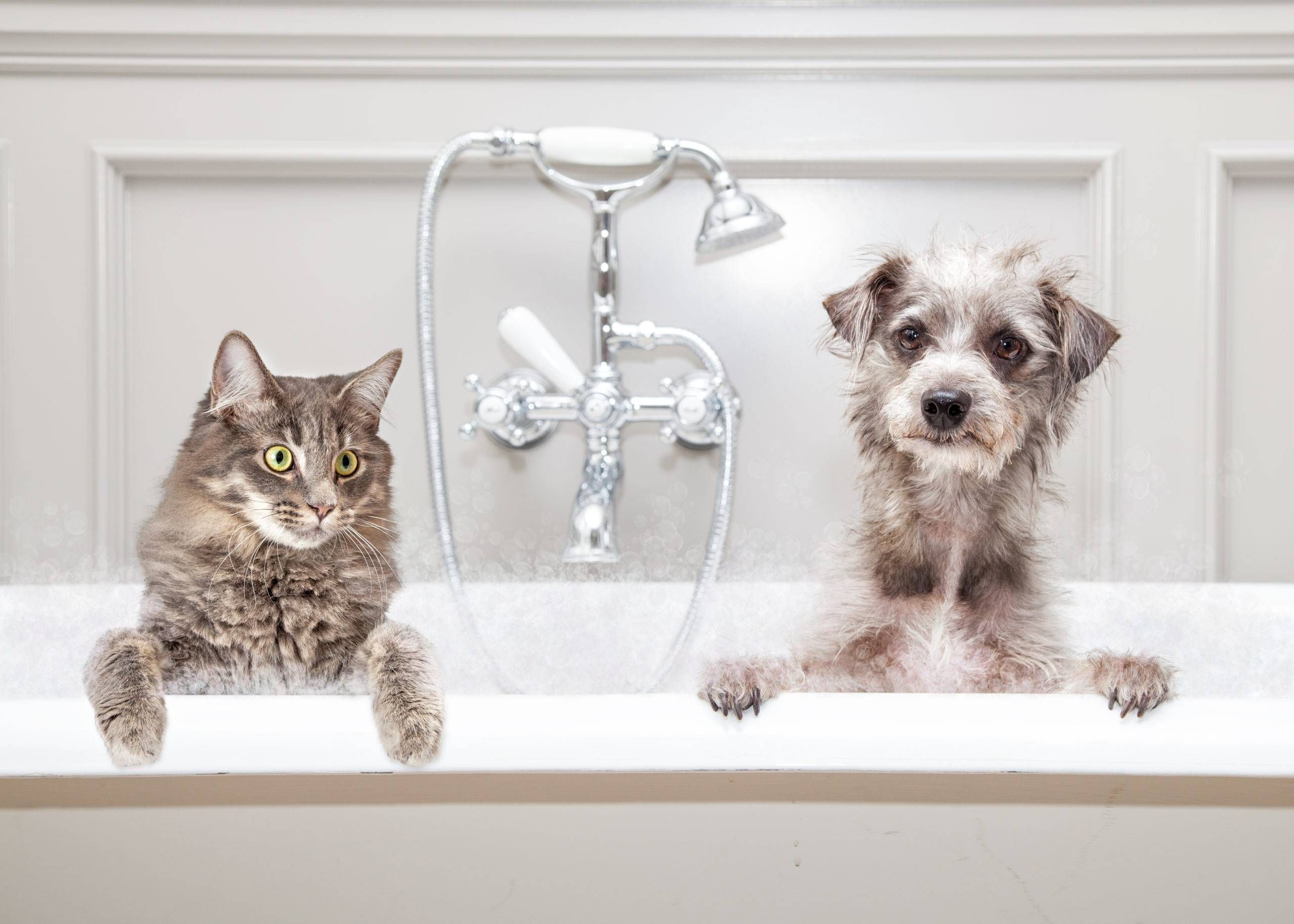 Should I Let Tenants Keep A Pet?